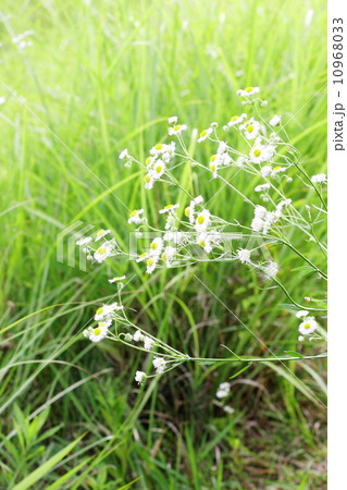 ヒメジオンが揺れる野原 10968033