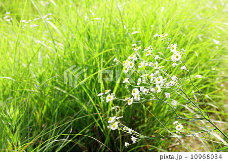 ヒメジオンが揺れる野原 10968034