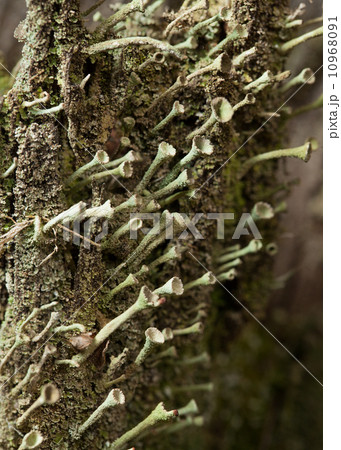 Lichen colony fragment 10968091