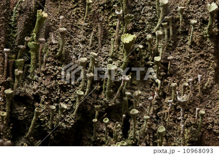Bark covered by lichen 10968093