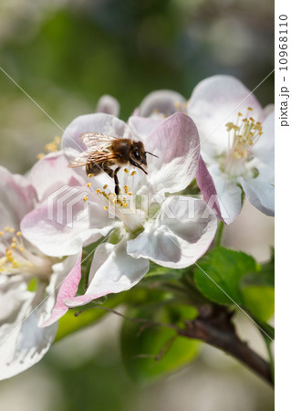 Bee working on apple flower in spring 10968110
