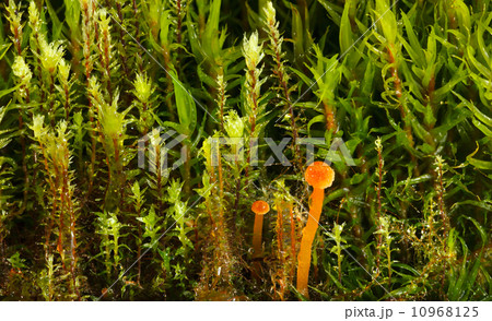 Dew drops on tiny mushrooms 10968125
