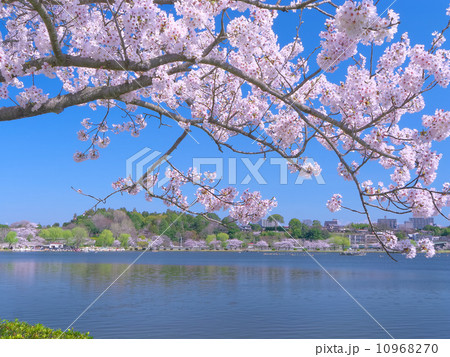 サクラと湖のコピースペース 10968270