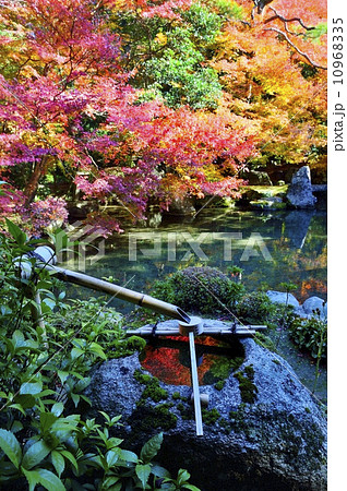 蓮華寺 紅葉 蓮華寺 紅葉 10968335