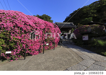 安養院の躑躅 安養院の躑躅 10968359