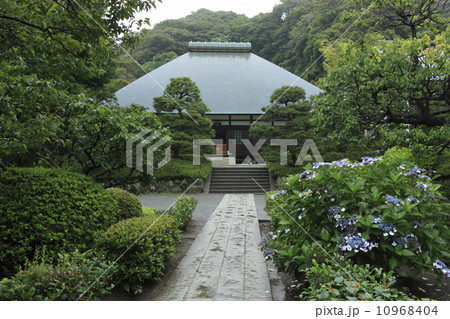 浄妙寺の紫陽花 10968404