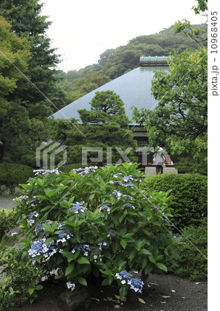 浄妙寺の紫陽花 10968405