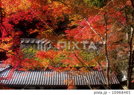 鳥居本の紅葉 鳥居本の紅葉 10968465