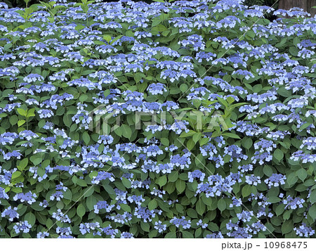 ガクアジサイのコピースペース(横位置) 10968475