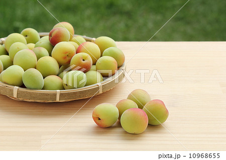 梅の実　紅さし 10968655