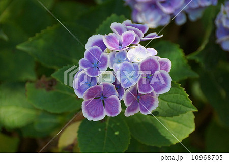 ふちが白い紫陽花の写真素材