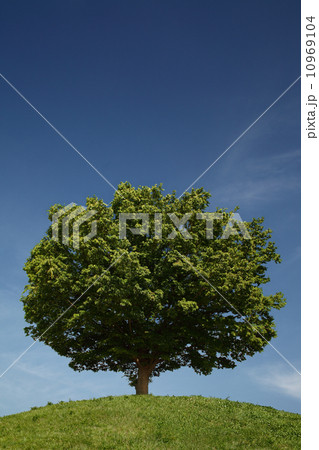 丘の上の１本の木 10969104