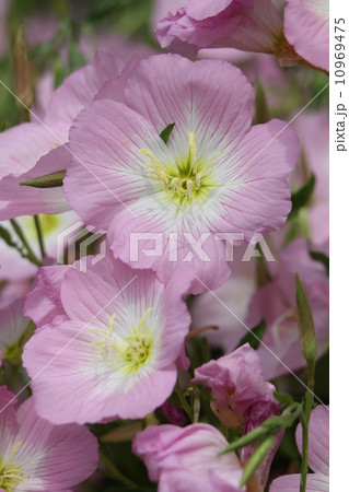 ヒルザキツキミソウ 10969475