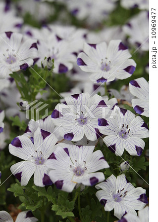 ネモヒラ・マクラタ 10969477