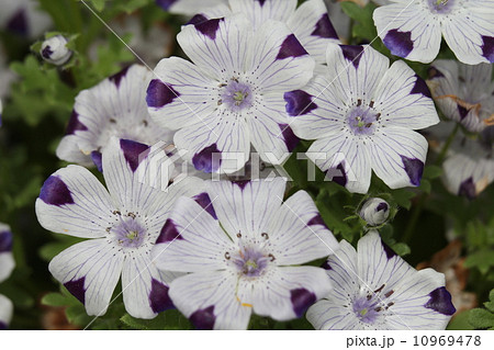 ネモヒラ・マクラタ 10969478