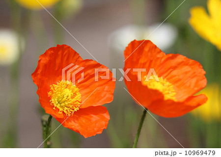 アイスランドポピー 10969479