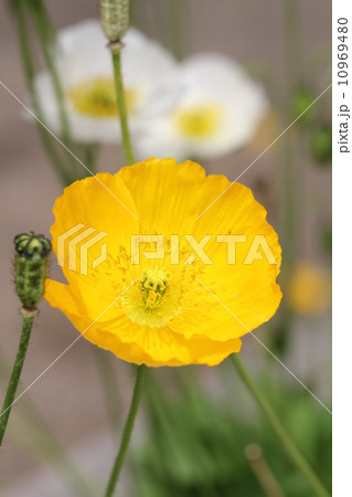 アイスランドポピー 10969480