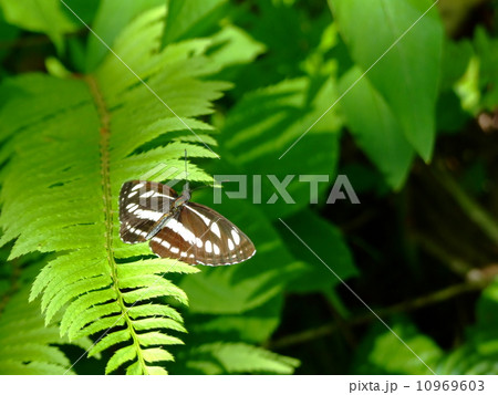 葉にとまるコミスジ 10969603