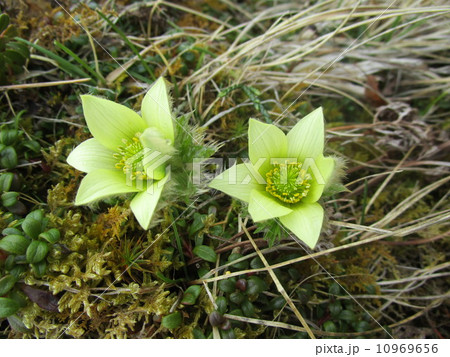 ツクモグサ 10969656