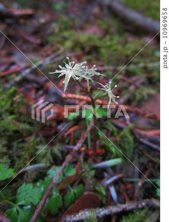 オーレン オーレン 10969658