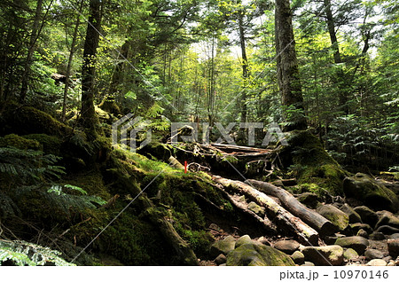 長野県　佐久穂高原　苔の森 10970146