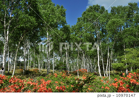 長野県 八千穂高原の白樺群生林とレンゲツツジ 長野県 八千穂高原の白樺群生林とレンゲツツジ 10970147