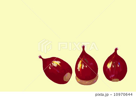 どんぐり どんぐり 10970644