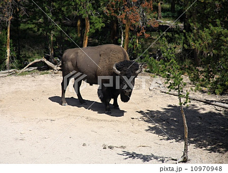 Wild bison in Yellowstone national park Wild bison in Yellowstone national park 10970948