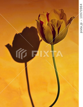 Tulip with shadow Tulip with shadow 10970964