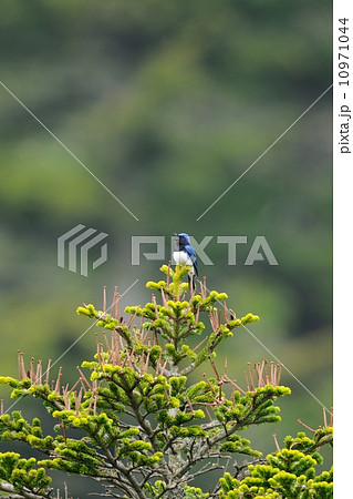 オオルリ オオルリ 10971044