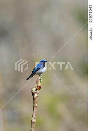 オオルリ オオルリ 10971045