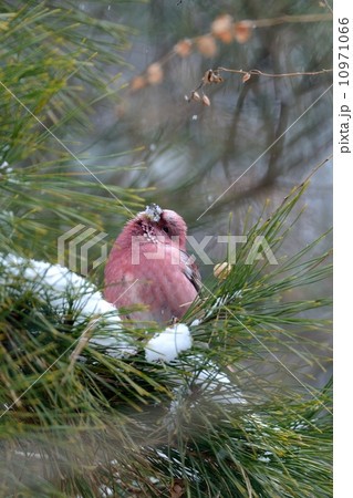 オオマシコ 10971066