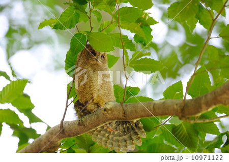 オオコノハズク 10971122