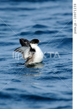 ウミスズメ ウミスズメ 10971159