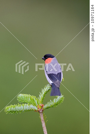 ウソ ウソ 10971164