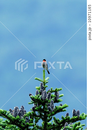 ウソ ウソ 10971165