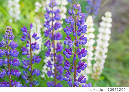 Colorful lupine flowers on the meadow in summer Colorful lupine flowers on the meadow in summer 10971203
