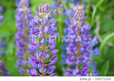 Blue lupine flowers on the meadow in summer 10971204