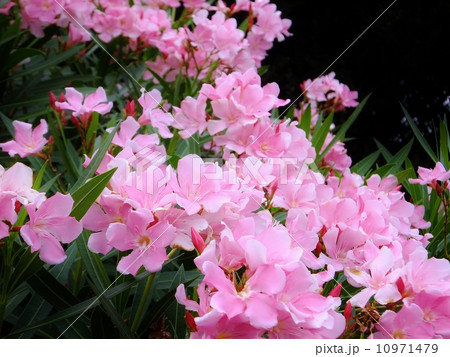 キョウチクトウシリーズ キョウチクトウシリーズ 10971479