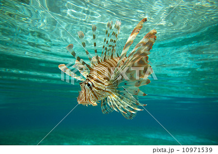 Lion fish 10971539