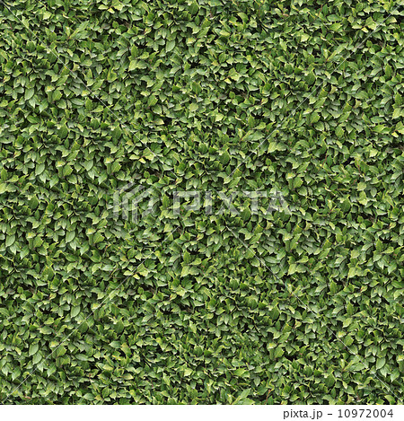 Laurel Bush Surface. Seamless Texture. 10972004