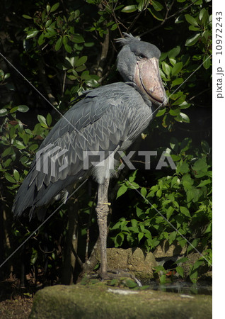 ハシビロコウ ハシビロコウ 10972243