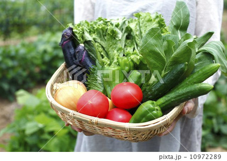 新鮮野菜 新鮮野菜 10972289