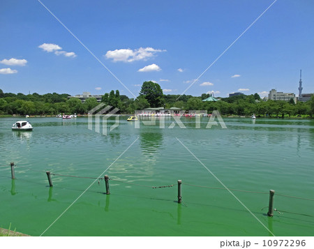 不忍池（ボート池）と東京スカイツリー(東京都台東区上野公園） 10972296