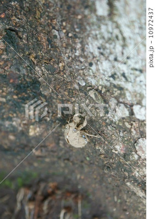 ニイニイ蝉の抜け殻 10972437