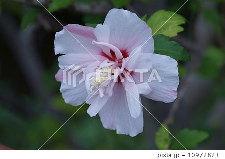 木槿ムクゲ　品種はビカラー 10972823