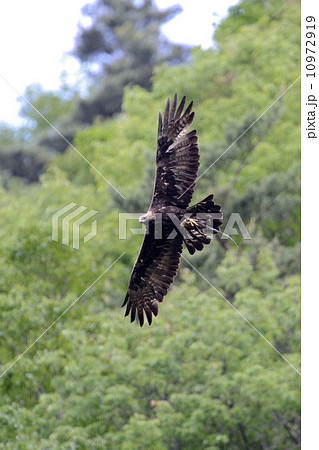 イヌワシ イヌワシ 10972919