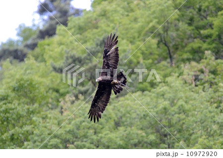 イヌワシ イヌワシ 10972920