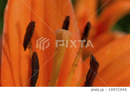 ユリの花芯 ユリの花芯 10972948
