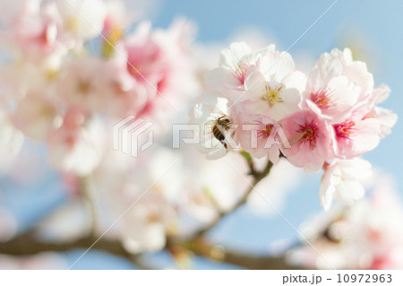 さくらとハチ さくらとハチ 10972963